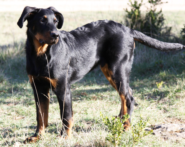  domainedelalicorne.fr photo chien beauceron photo chiot beauceron Elevage de beauceron chiot beauceron pure race élevage du clos de la licorne elevage des gardiens de la licorne elevage beauceron noir et feu authentique gros gabarits élevage de Beauceron familial sérieux et qualité domainedelalicorne.fr suivi des chiots conseil d’éducation chiot propre bas rouge santé caractère spécialiste du beauceron noir et feu ou arlequin chien rustique berger de France  nos chiots sont élevés avec amour et attention notre passion au service de la qualité Beauceron de qualité et sportif domaine de la licorne 04380 BARRAS élevage en liberté éleveur berger de beauce élevage de beauceron de travail 06 11 20 51 93 site domainedelalicorne.fr mail domainedelalicorne@gmail.com